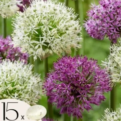 Frø^Prydløg - Sæt med 15 - Allium 'Purple, 'White' - Blomsterløg