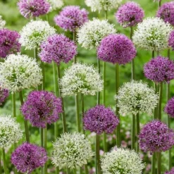 Frø^Prydløg - Sæt med 15 - Allium 'Purple, 'White' - Blomsterløg