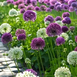 Frø^Prydløg - Sæt med 15 - Allium 'Purple, 'White' - Blomsterløg