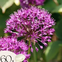 Frø^Prydløg - Sæt med 60 - Allium 'Purple Sensation' - Blomsterløg - Lilla