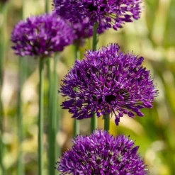 Frø^Prydløg - Sæt med 60 - Allium 'Purple Sensation' - Blomsterløg - Lilla