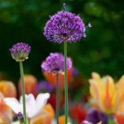 Frø^Prydløg - Sæt med 60 - Allium 'Purple Sensation' - Blomsterløg - Lilla
