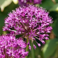 Frø^Prydløg - Sæt med 60 - Allium 'Purple Sensation' - Blomsterløg - Lilla