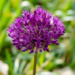 Frø^Prydløg - Sæt med 60 - Allium 'Purple Sensation' - Blomsterløg - Lilla