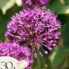 Frø^Prydløg - Sæt med 30 - Allium 'Purple Sensation' - Blomsterløg - Lilla