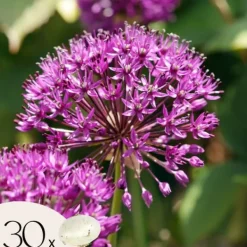 Frø^Prydløg - Sæt med 30 - Allium 'Purple Sensation' - Blomsterløg - Lilla