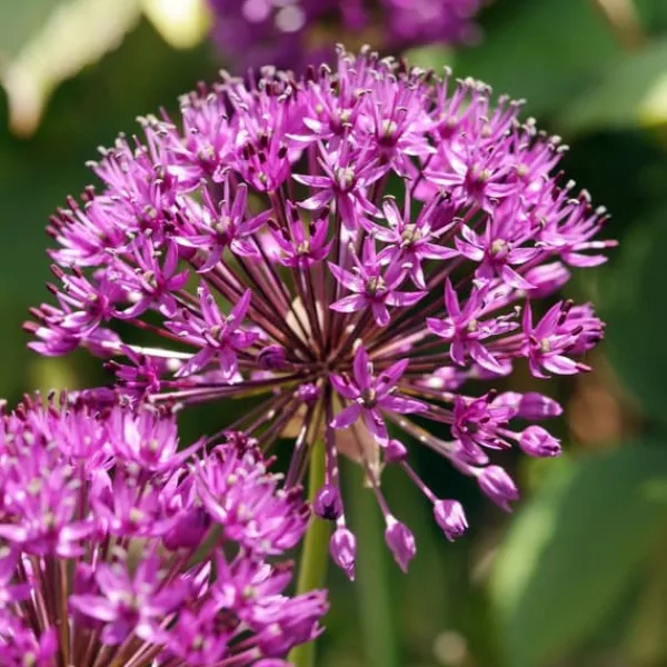 Frø^Prydløg - Sæt med 30 - Allium 'Purple Sensation' - Blomsterløg - Lilla
