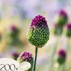 Frø^Prydløg - Sæt med 200 - Allium 'Sphaerocephalon' - Blomsterløg - Lilla