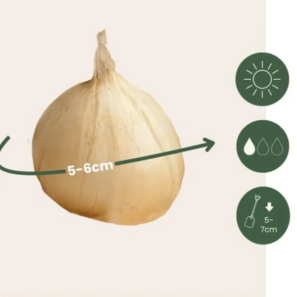 Frø^Prydløg - Sæt med 200 - Allium 'Sphaerocephalon' - Blomsterløg - Lilla