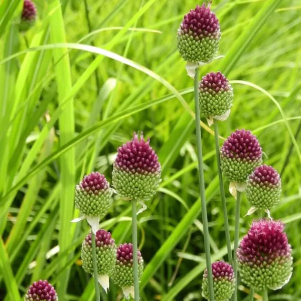 Frø^Prydløg - Sæt med 200 - Allium 'Sphaerocephalon' - Blomsterløg - Lilla
