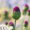 Online Prydløg - Sæt med 100 - Allium 'Sphaerocephalon' - Blomsterløg - Lilla Frø