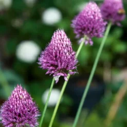 Online Prydløg - Sæt med 100 - Allium 'Sphaerocephalon' - Blomsterløg - Lilla Frø