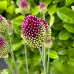 Online Prydløg - Sæt med 100 - Allium 'Sphaerocephalon' - Blomsterløg - Lilla Frø