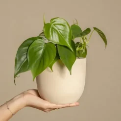 Sale Radiatorplante - Peperomia Polybotrya - Højde 20-30cm - Pot 12cm Krukkeplanter Indendørs