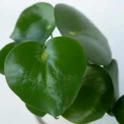Sale Radiatorplante - Peperomia Polybotrya - Højde 20-30cm - Pot 12cm Krukkeplanter Indendørs
