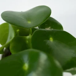 Sale Radiatorplante - Peperomia Polybotrya - Højde 20-30cm - Pot 12cm Krukkeplanter Indendørs