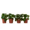New Radiatorplante - Sæt med 4 - Peperomia polybotrya - Højde 20-30cm - ⌀12cm Krukkeplanter Indendørs