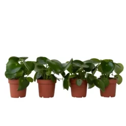 New Radiatorplante - Sæt med 4 - Peperomia polybotrya - Højde 20-30cm - ⌀12cm Krukkeplanter Indendørs