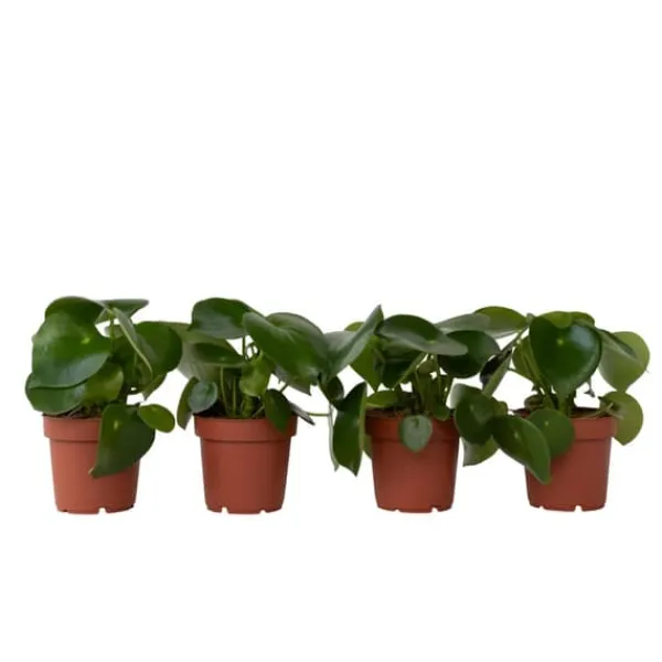 New Radiatorplante - Sæt med 4 - Peperomia polybotrya - Højde 20-30cm - ⌀12cm Krukkeplanter Indendørs