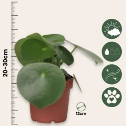 Krukkeplanter Indendørs^Radiatorplante - Sæt med 2 - Peperomia polybotrya - Højde 20-30cm - ⌀12cm