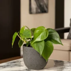 Krukkeplanter Indendørs^Radiatorplante - Sæt med 2 - Peperomia polybotrya - Højde 20-30cm - ⌀12cm
