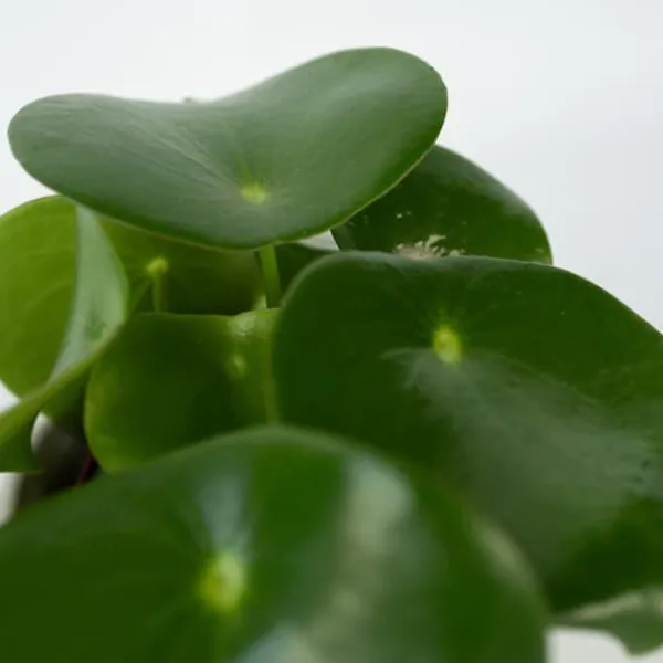 Krukkeplanter Indendørs^Radiatorplante - Sæt med 2 - Peperomia polybotrya - Højde 20-30cm - ⌀12cm