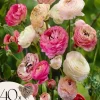 Frø^Ranunkel blanding - Sæt med 40 - Ranunculus - Blomsterløg - Flerfarvet