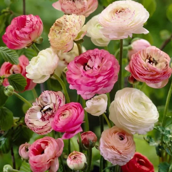 Frø^Ranunkel blanding - Sæt med 40 - Ranunculus - Blomsterløg - Flerfarvet