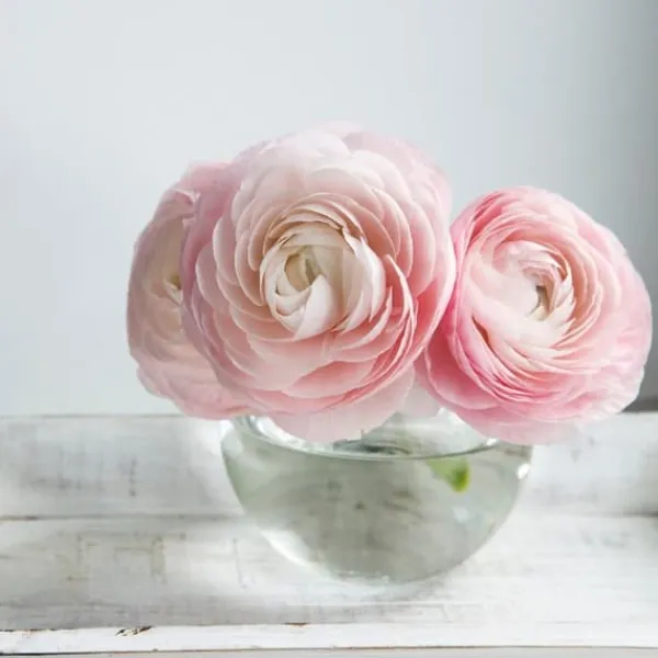 Frø^Ranunkel blanding - Sæt med 40 - Ranunculus - Blomsterløg - Flerfarvet