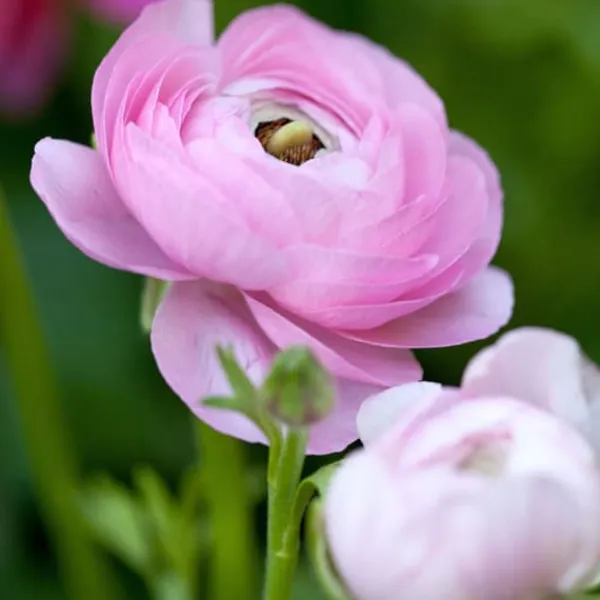Frø^Ranunkel blanding - Sæt med 40 - Ranunculus - Blomsterløg - Flerfarvet