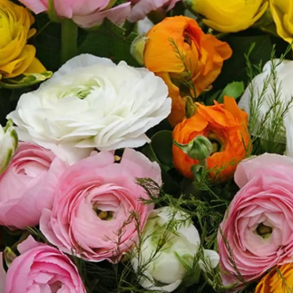 Frø^Ranunkel NJ - Sæt med 80 - Ranunculus - Blomsterløg - Flerfarvet