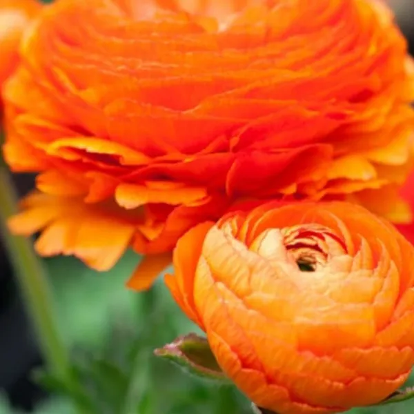 Frø^Ranunkel NJ - Sæt med 80 - Ranunculus - Blomsterløg - Flerfarvet