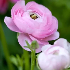 Frø^Ranunkel NJ - Sæt med 80 - Ranunculus - Blomsterløg - Flerfarvet