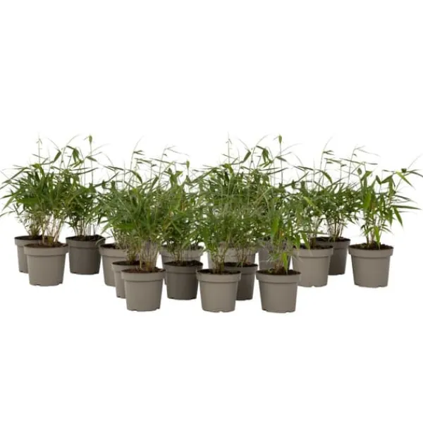 Clearance Rød bambus - Sæt 18 - Fargesia scabrida 'Asian Wonder' - Højde 25-40cm - ⌀13cm Buskads