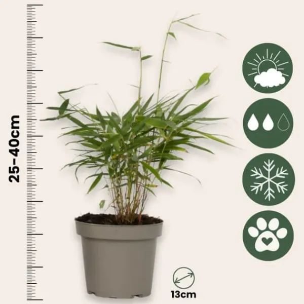 Clearance Rød bambus - Sæt 18 - Fargesia scabrida 'Asian Wonder' - Højde 25-40cm - ⌀13cm Buskads