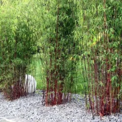 Clearance Rød bambus - Sæt 18 - Fargesia scabrida 'Asian Wonder' - Højde 25-40cm - ⌀13cm Buskads