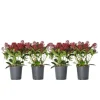 Krukkeplanter Indendørs^Rød Skimmia - Sæt med 4 - Skimmia japonica 'Rubella' - Højde 35-45cm - ⌀15cm