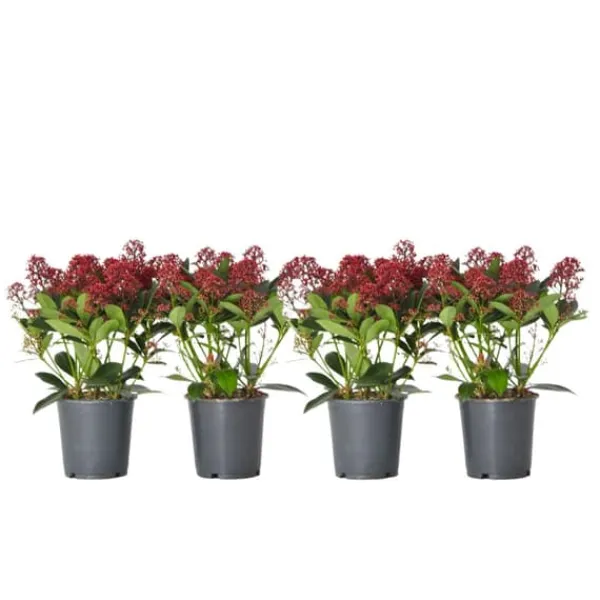 Krukkeplanter Indendørs^Rød Skimmia - Sæt med 4 - Skimmia japonica 'Rubella' - Højde 35-45cm - ⌀15cm