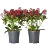 Best Rød Skimmia - Sæt med 2 - Skimmia japonica 'Rubella' - Højde 35-45cm - ⌀15cm Krukkeplanter Indendørs
