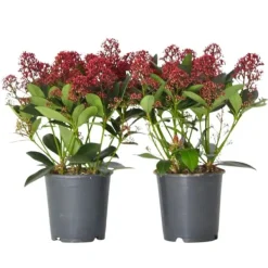 Best Rød Skimmia - Sæt med 2 - Skimmia japonica 'Rubella' - Højde 35-45cm - ⌀15cm Krukkeplanter Indendørs