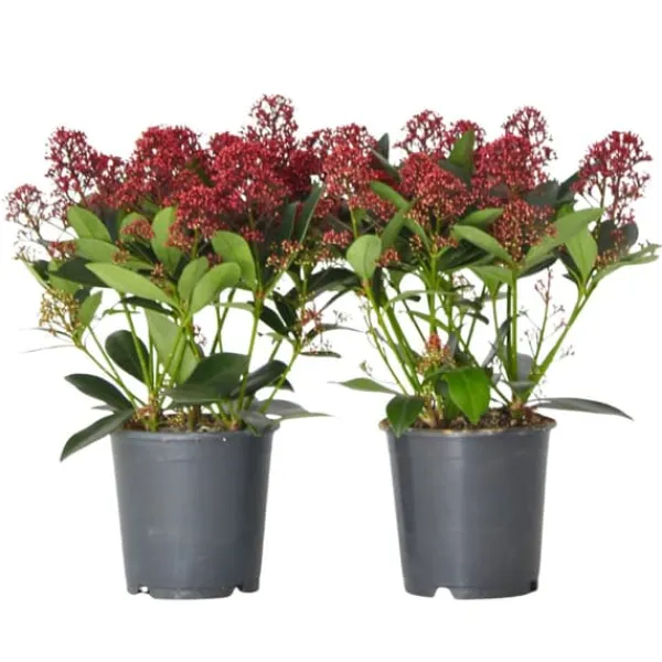 Best Rød Skimmia - Sæt med 2 - Skimmia japonica 'Rubella' - Højde 35-45cm - ⌀15cm Krukkeplanter Indendørs