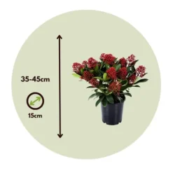 Best Rød Skimmia - Sæt med 2 - Skimmia japonica 'Rubella' - Højde 35-45cm - ⌀15cm Krukkeplanter Indendørs