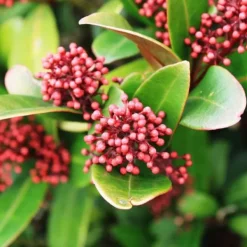 Best Rød Skimmia - Sæt med 2 - Skimmia japonica 'Rubella' - Højde 35-45cm - ⌀15cm Krukkeplanter Indendørs