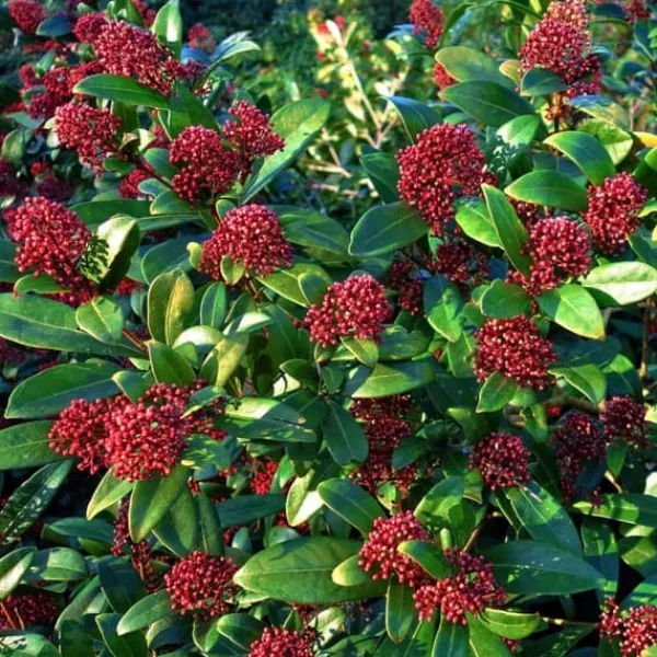 Best Rød Skimmia - Sæt med 2 - Skimmia japonica 'Rubella' - Højde 35-45cm - ⌀15cm Krukkeplanter Indendørs