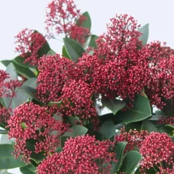 Best Rød Skimmia - Sæt med 2 - Skimmia japonica 'Rubella' - Højde 35-45cm - ⌀15cm Krukkeplanter Indendørs