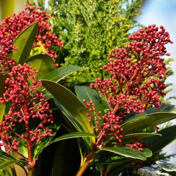Best Rød Skimmia - Sæt med 2 - Skimmia japonica 'Rubella' - Højde 35-45cm - ⌀15cm Krukkeplanter Indendørs