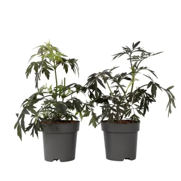 Buskads^Rødbladet hyld - Sæt med 2 - Sambucus nigra Black Lace - Højde 25-40cm - ⌀17cm