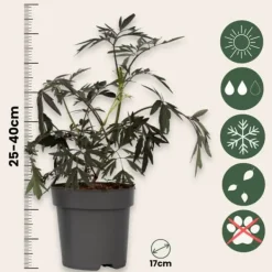 Buskads^Rødbladet hyld - Sæt med 2 - Sambucus nigra Black Lace - Højde 25-40cm - ⌀17cm