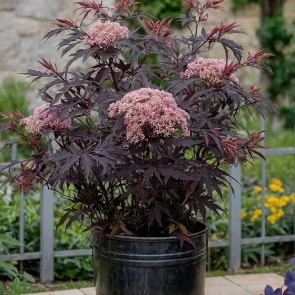Buskads^Rødbladet hyld - Sæt med 2 - Sambucus nigra Black Lace - Højde 25-40cm - ⌀17cm