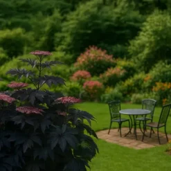 Buskads^Rødbladet hyld - Sæt med 2 - Sambucus nigra Black Lace - Højde 25-40cm - ⌀17cm